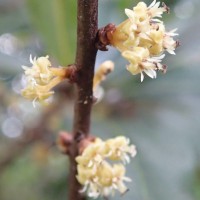 Actinodaphne stenophylla Thwaites